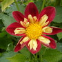 Dahlia