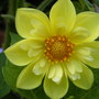 Yellow Dahlia
