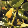 goldfish bloom