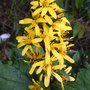Ligularia