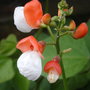 Runner bean 'painted Lady' (Phaseolus coccineus (Runner bean))