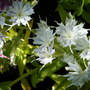 White Phlox