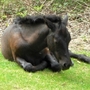 New_forest_pony