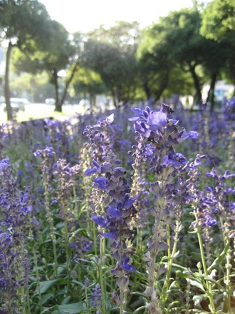 Blue salvia