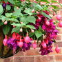 Abdul_s_pictures_045.jpg