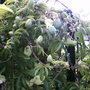 fruity loopy (Passiflora caerulea)
