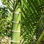 Ptychosperma macarthurii ( Macarthur palm ) (Ptychosperma macarthurii)