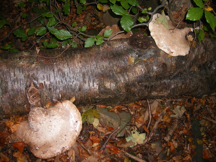 Silverbirch Bracket. Piptoporus Betulinus.