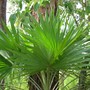 Livistonia humilis (Livistonia humilis)