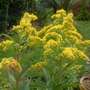 Goldenrod