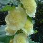 yellow hollyhocks