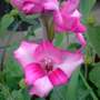 pink gladioli