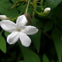 P7290507