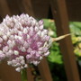 leek flower head