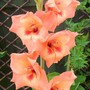 Gladioli Jo Ann (Gladiolus grandiflorus)