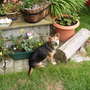 meg relaxing by the pond