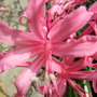 Nerine_bloom_2
