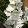 white foxclove