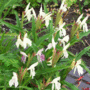 Roscoea