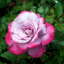 Unknown rose