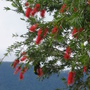 Callistemon polandii ( bottle brush ) (Callistemon pollandii)