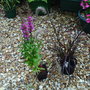 plants