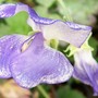 Sweet Pea 'Blue Ripple' (Lathyrus odoratus (Old-Fashioned Sweet Pea))