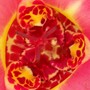 centre of Tiger Flower (tigridia canariensis)