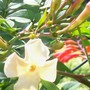Jasmine 'Clotted Cream' (Jasminum officinale)