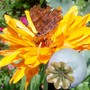 29_7_13.jpg (Calendula officinalis (English marigold))