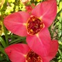 Closing up for the night (tigridia canariensis)