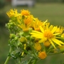 Forest Flowers
