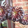 Aeonium arboreum 'Schwarzkopff'