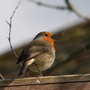 Robin