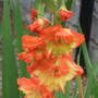 Gladiolus (Gladiolus)