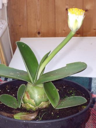 Unknown Plant!!!!!
