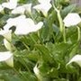 arum lily