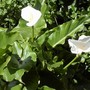 Lily_photo_6