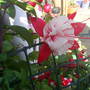Lucys_pics_063