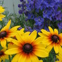 Blackeyed Susan and delphinium (Rudbeckia fulgida (Black-eyed Susan))