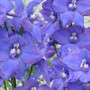 delphinium (Delphinium)