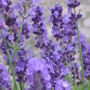lavander  (lavandula)