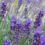 lavander (lavandula)