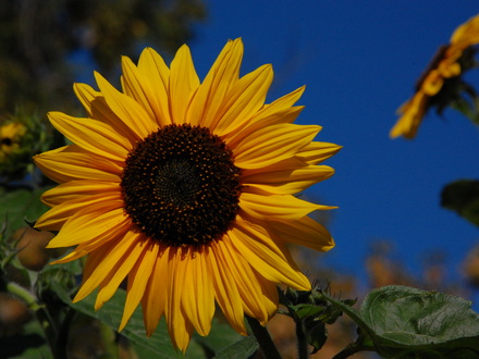 Sunflower