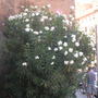 Oleander