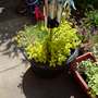 rotary washing line flower tub