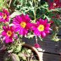Marguerites