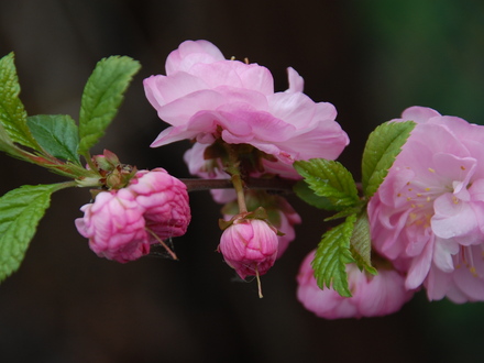 Ornamental Cherry