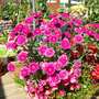 Marguerites