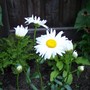 Shasta Daisy (Leucanthemum x superbum (Shasta daisy) 'Alaska')